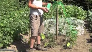 Pea and Bean Netting