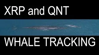 💰Whale Activity💰 keeping 🌊 QNT and XRP afloat?? 💡 Check it out!