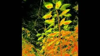 wooden shjips - shrinking moon for you