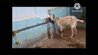 Owner (7989838172) 3 three female for sale at Nizam goat farm  7989611900