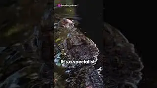Gharial: The Razor-Toothed Crocodile