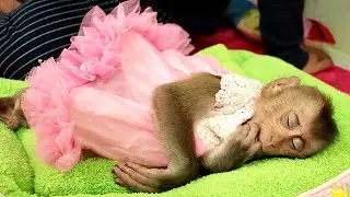 Monkey Wear Beautiful Dress Sleeping | Mom Has Sleeping Dress for Bela