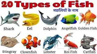 Fish Video for Kids | 20 Fun Fish Names to Learn | बच्चों के लिए मछलियों की जानकारी