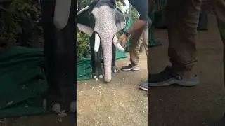 ആനക്കുട്ടി🐘 elephant 🐘 #elephant #rakkovlogs #shorts #shortvideos #foryou #youtube #youtubeshorts