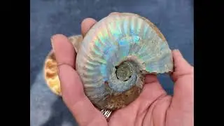 Cut & Polished Ammonite (C)
