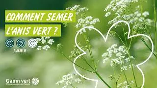 Tuto - Comment semer l'anis vert ?