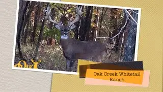 Check out the Monster Bucks of Oak Creek Whitetail Ranch!