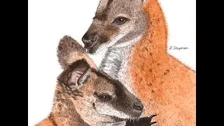 Wallaby Warmth #wallaby #australian #fauna #illustration #bluethumbart #art #mixedmedia