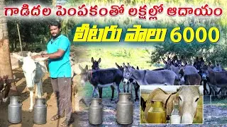 గాడిద పాల వ్యాపారంతో కోట్ల ఆదాయం | Donkey Farming | Donkey Milk | AgriTech Telugu