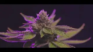 Cannabis Video Production Sample - Michigan, Midwest, Chicago Little Cabin Films Marijuana Marketing