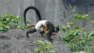 Baby & Juvenile DELACOUR's LANGUR, Vietnam