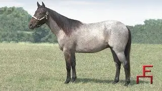 2018 Fulton Sale - Lot 16 A Smart Streak