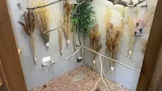 New improvements to my brothers aviary