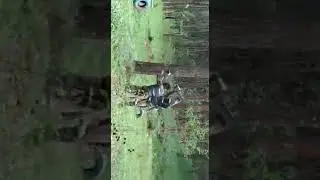 Perang di hutan seruh sekali