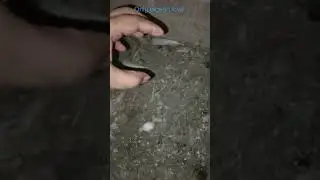 #pigeonmagic