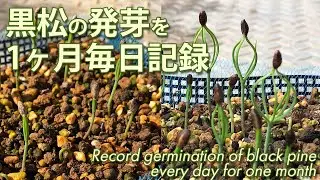 秋蒔きした黒松の発芽記録／Germination record of black pine sowed in autumn.