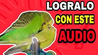 LOGRA REPRODUCIR A TUS PERIQUITOS CON ESTE AUDIO