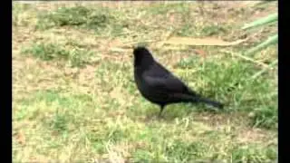 (biodiversitat)