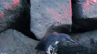 St Kilda Penguins