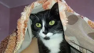 СИДЕЛИ 32 ЧАСА БЕЗ СВЕТА!🤦🤬 ФИФОЧКА ПРИБОЛЕЛА!😿 КОТИКИ ГРУСТЯТ!😾 ЛЮДИ БОЛЕЮТ ОТ ХОЛОДА!😷🤒