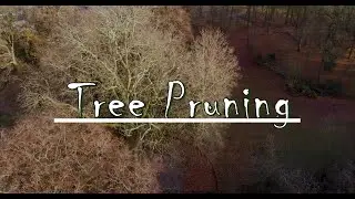 Tree pruning in The Netherlands