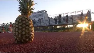The Gateway Panther Pineapple