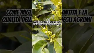 Come migliorare la quantit&agrave; e la qualit&agrave; della fioritura degli agrumi! #agrumi #piante #agricultura