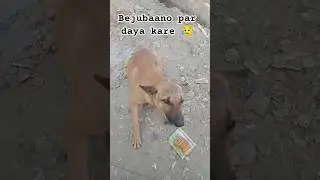 💗Simple Biscuits Bringing Joy to a Street Dog😊 #shorts #shortsfeed #dog #streetdog #cute