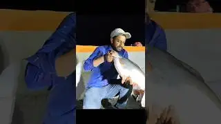 #fishing single hook catfish Big size fish