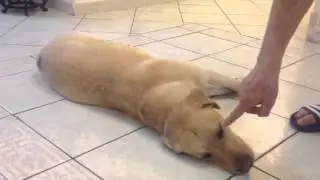 Labrador cucciolo