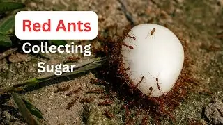 87.Evening Life of Red Ants &ndash; Collecting Sugar