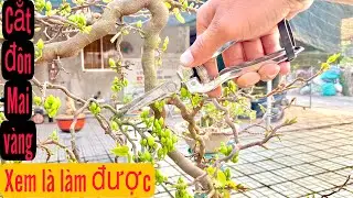 Cắt đôn mai vàng sau Tết-cách cắt đôn mai vàng không chơi Tết-cây mai vàng-tết 2024-cây mai vàng đẹp