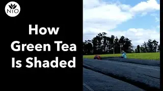Shading Green Tea at Yakushima Organic Tea Farm