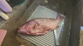 Me fui de pesca ala pescaderia, Pargo rojo.