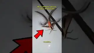 artr&oacute;podos terrorificos que no deberian existir  #viral  #animales