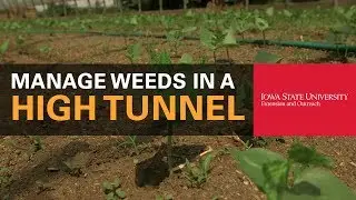 How to Manage Weeds in a High Tunnel