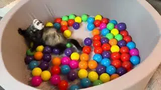 Echo&rsquo;s new ball pool has arrived today #ferret #pets #fyp