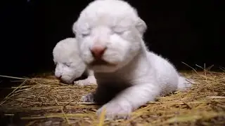 Rare white lion cubs born in Crimea safari park