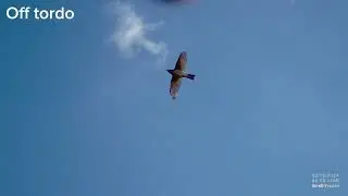 Thrush hunting 7
