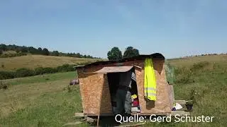 Herdenschutzhunde