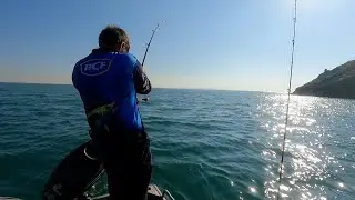 Sharks and Leopard Whiprays