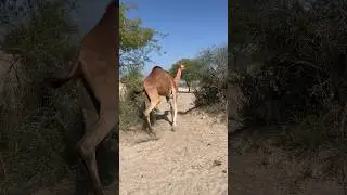 #viralvideo #desertadventures #camel #camelsvideo #camellife #camelshorts #desertsafari #shortvideo