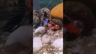 🧡🔆🐠#peixe#kinguio