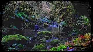 What Exactly is THE SHUTE? Catlins, New Zealand HIDDEN Adventure