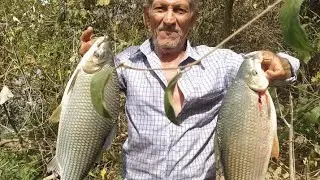 Pescaria de Curimba no chuveirinho com fígado azedo!!! O dia foi produtivo tava batendo muito 