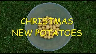Christmas New Potatoes 🌿🌿🌿
