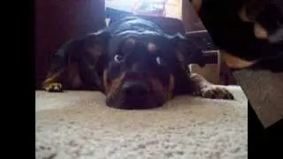Bruno's Vacation With The Willis Family