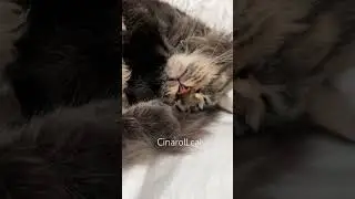 Why do cats sleep like that?