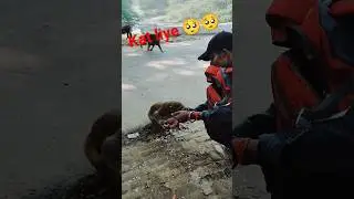 Monkey ne kat liya #monkey #viral #katliya #animals