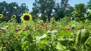 Texas A&M Agrilife Service in Angelina County helps residents protect gardens during excessive he...